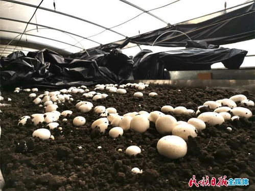 临夏市菌种培育 从实验室到田间的科技兴农之路