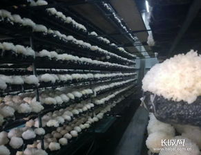 县域经济特色 魏县智慧农业与菌种培育提升产业扶贫实效
