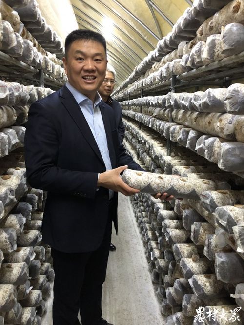 山东食用菌生产调查（上） 工厂化生产与合作社经营的菌业新生态