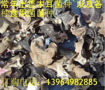 菌种培育的智慧实践 山东省鱼台县科达食用菌种植专业合作社的创新路径