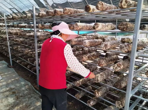 华亭菌团撑起致富伞释放乡村大魔力——小菌菇如何撬动大振兴