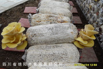 榆黄蘑栽培技术培训 从菌种培育到高产管理全指南
