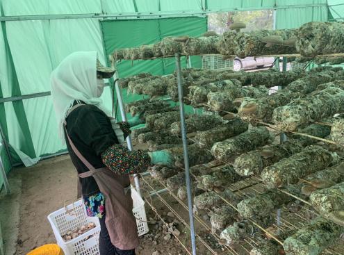 小蘑菇撑起钱袋子 碧桂园携手致富带头人打造产业致富路