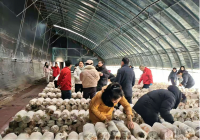 潍坊市农业科学院菌种培育 科技赋能农业新篇章