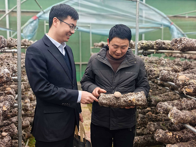 新春走基层丨“贷”来产业兴 从怀药飘香到香菇出海 菌种培育