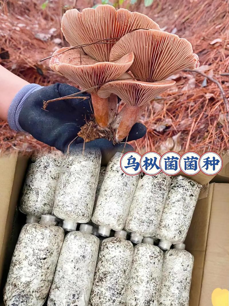 朋友们,这是我们人工培育的乌枞菌原种菌种 b