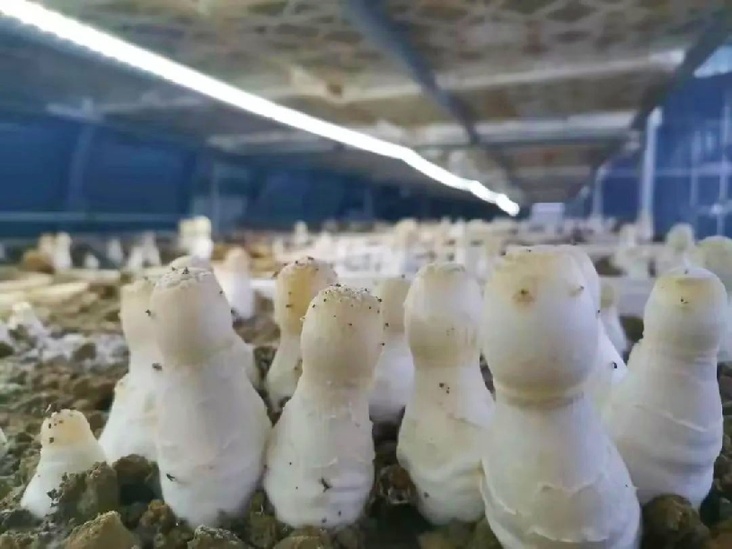 肃州:特色食用菌撑起乡村振兴&ldquo;富民伞&rdquo;