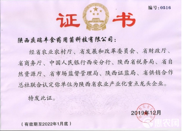 茯苓菌种 高产 食菌菌种个大 产量高QF1号QF2号