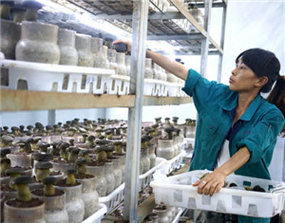 景洪建成全球首个牛肝菌培育基地